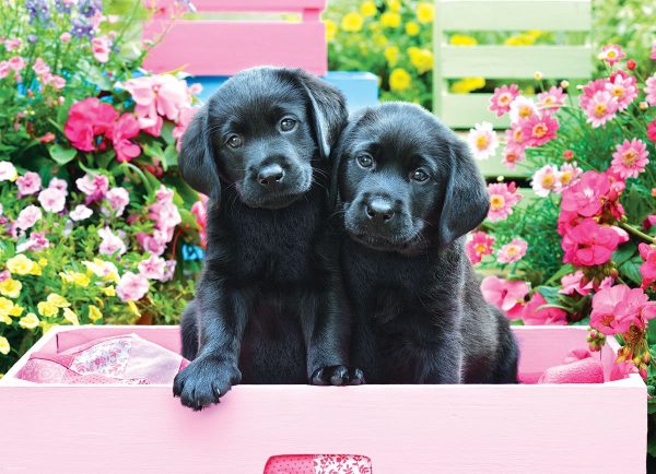 Eurographics Black Labs in Pink Box - Image 2