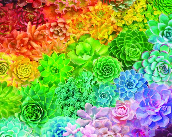 White Mountain Succulent Rainbow 1000 - Image 2