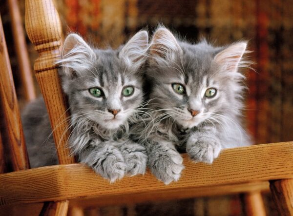 Clementoni Kittens 500 - Image 2